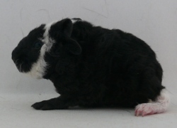 file:///home/bigi/Desktop/cobaya/images/Internetbilder/Xylonl.JPG