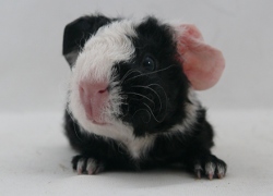 file:///home/bigi/Desktop/cobaya/images/Internetbilder/Yard.JPG