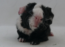 file:///home/bigi/Desktop/cobaya/images/Internetbilder/Yavanna.JPG