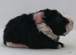 file:///home/bigi/Desktop/cobaya/images/Internetbilder/Yavannar.JPG