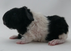 file:///home/bigi/Desktop/cobaya/images/Internetbilder/Yavanniel.JPG