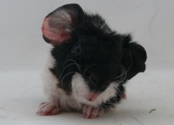 file:///home/bigi/Desktop/cobaya/images/Internetbilder/Yehudi.JPG