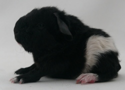 file:///home/bigi/Desktop/cobaya/images/Internetbilder/Yrchl.JPG