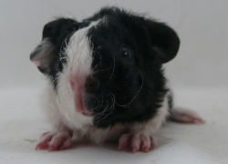 file:///home/bigi/Desktop/cobaya/images/Internetbilder/Yso.JPG