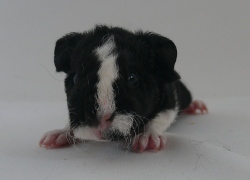 file:///home/bigi/Desktop/cobaya/images/Internetbilder/p%C3%A4onie.JPG