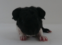 file:///home/bigi/Desktop/cobaya/images/Internetbilder/pippin.JPG