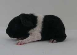 file:///home/bigi/Desktop/cobaya/images/Internetbilder/pippinl.JPG