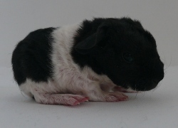 file:///home/bigi/Desktop/cobaya/images/Internetbilder/pippinr.JPG