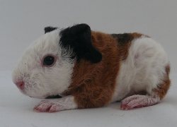 file:///home/bigi/Desktop/cobaya/images/Internetbilder/priscal.JPG