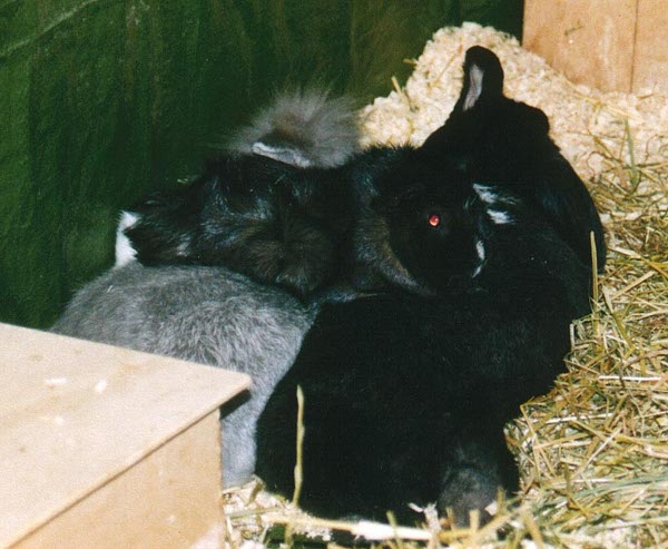 file:///home/bigi/Desktop/cobaya/images/Internetbilder/qCobayaaufPoopsundFeli.jpg
