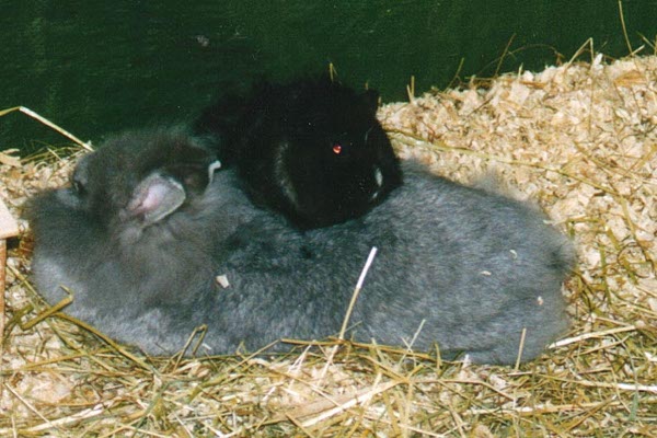 file:///home/bigi/Desktop/cobaya/images/Internetbilder/qCobayaaufpoops.jpg