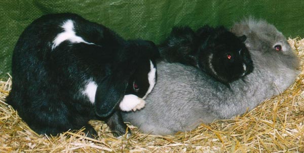 file:///home/bigi/Desktop/cobaya/images/Internetbilder/qCobayaaufpoopsmitFeli.jpg