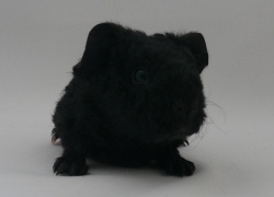 file:///home/bigi/Desktop/cobaya/images/Internetbilder/sam.JPG