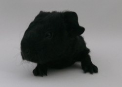 file:///home/bigi/Desktop/cobaya/images/Internetbilder/severus.JPG