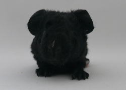 file:///home/bigi/Desktop/cobaya/images/Internetbilder/symbelmyne.JPG